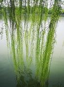 唐飞大毒枭